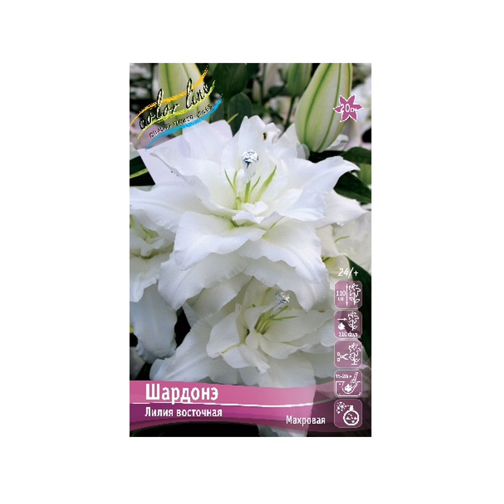 Лилии Шардонэ (ИС) 5