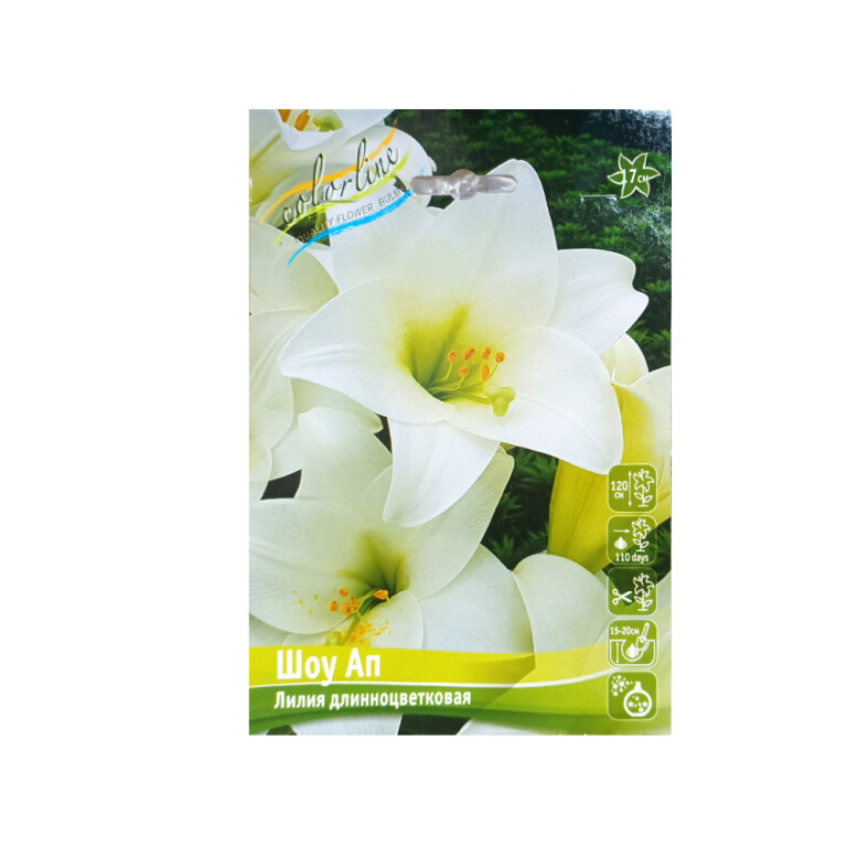 Лилии Шоу Ап (ИС) 5