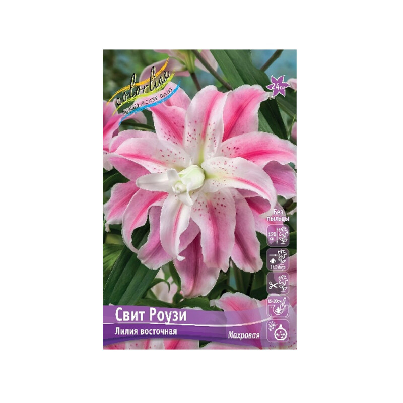 Лилии Свит Роузи (ИС) 5