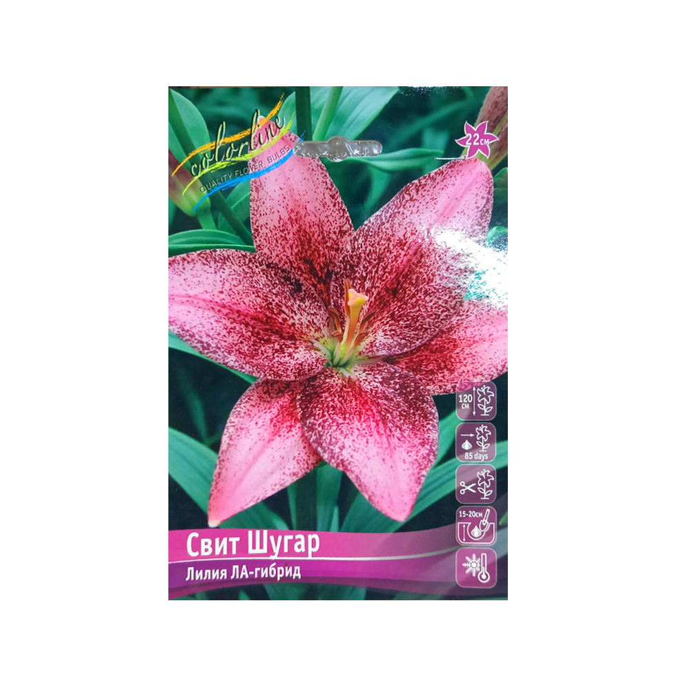 Лилии Свит Шугар (ИС) 7