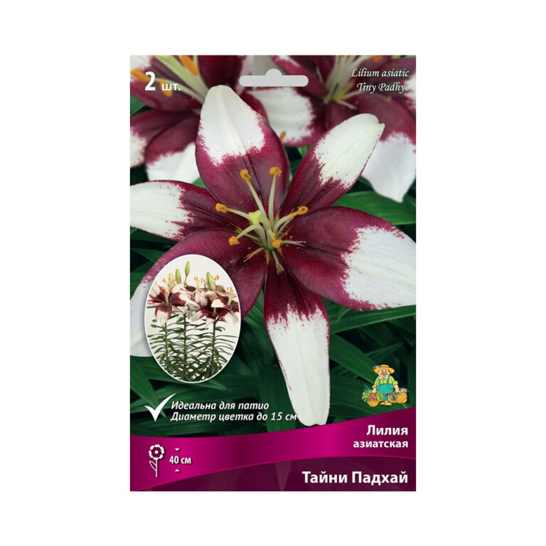 Лилии Тайни Падхай  (Поиск) 2