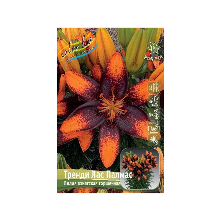 Лилии Тренди Лас Палмас (ИС) 7