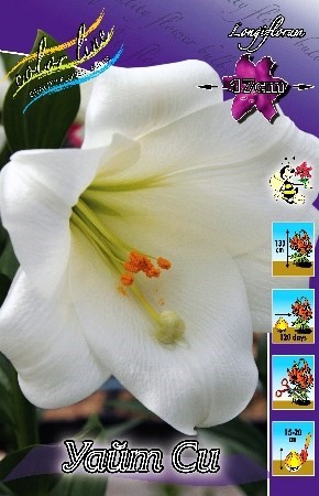 лилии уайт си ис