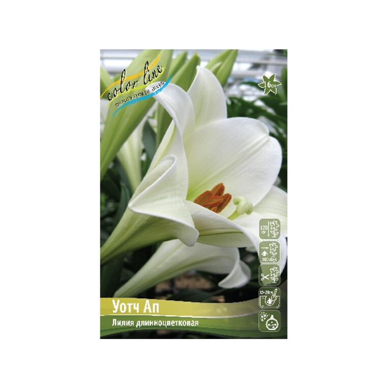 Лилии Уотч Ап 12/14 (ИС) 7