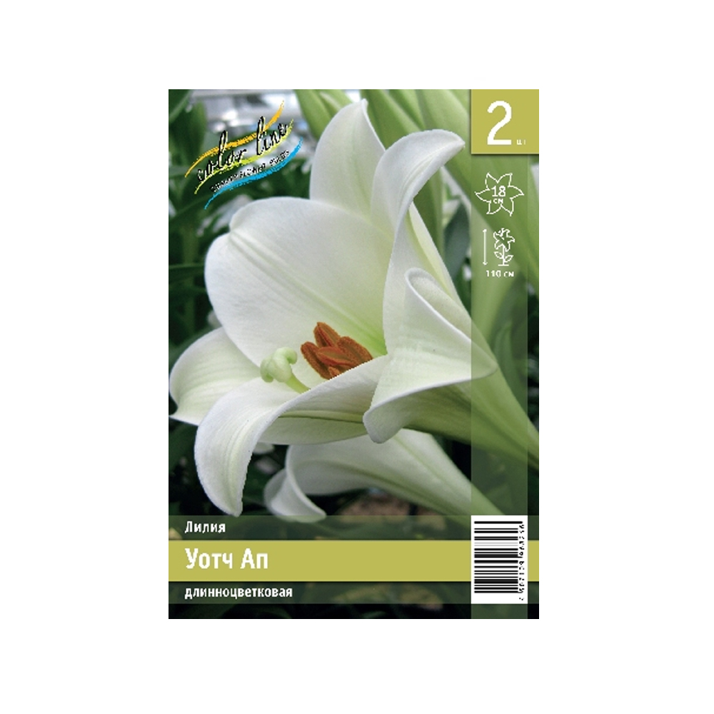 Лилии Уотч Ап (ИС) 2 эконом