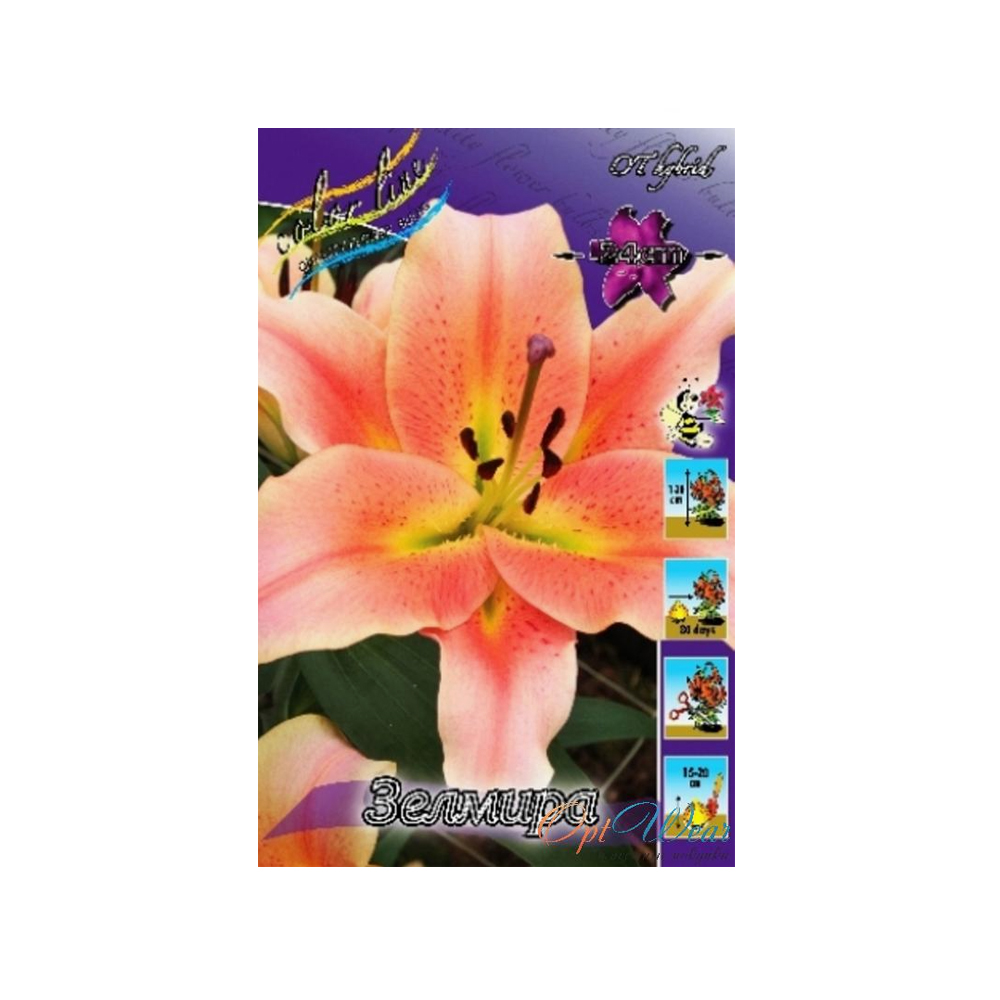 Лилии Зелмира (ИС) 5