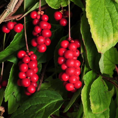 Лимонник китайский