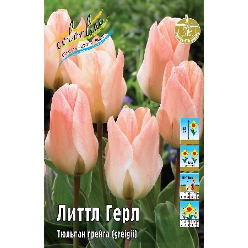Тюльпан Литтл Герл 11/12 (ИС) 8
