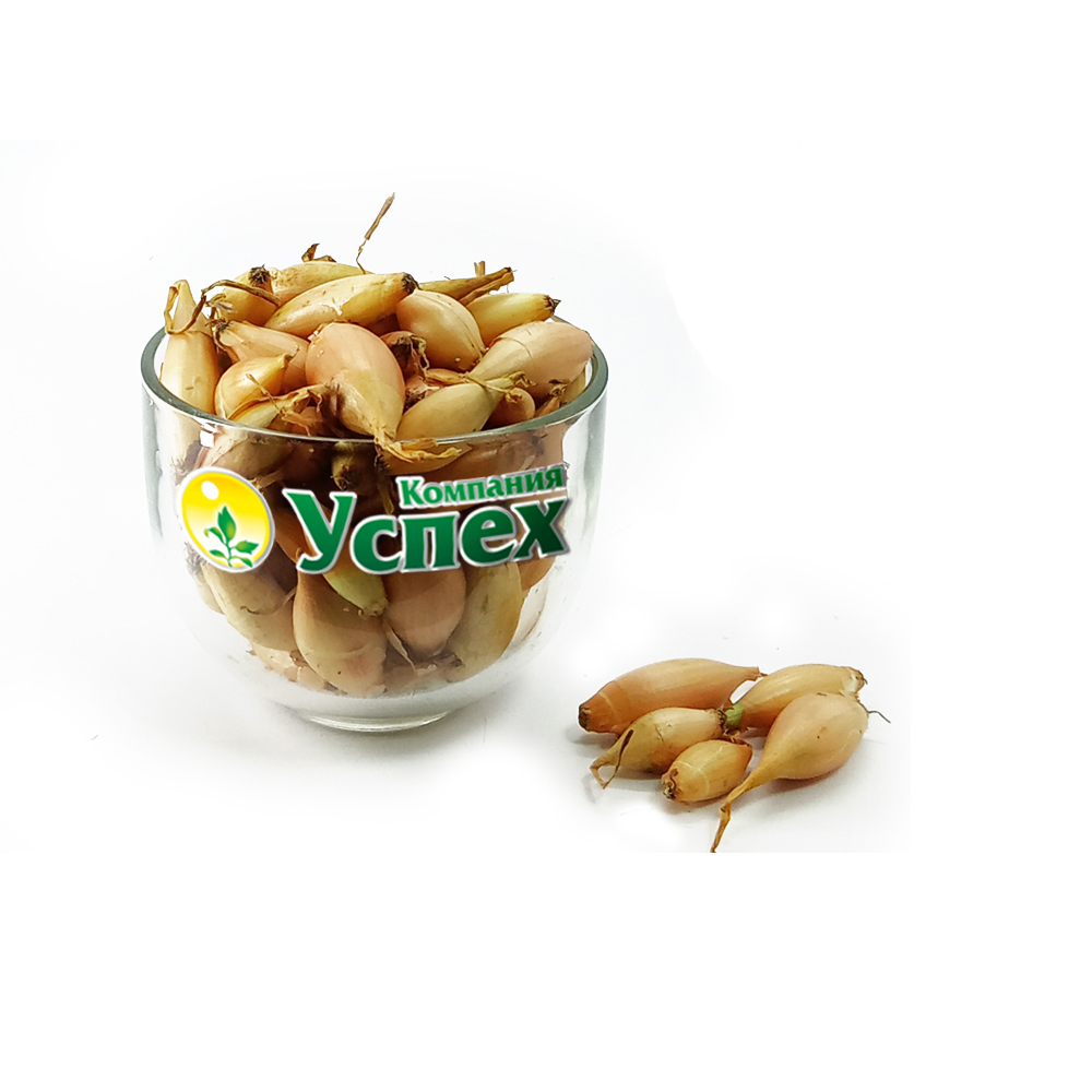 Лук севок Бамбергер F1 14 21 (Россия) 10кг (TOP) копия