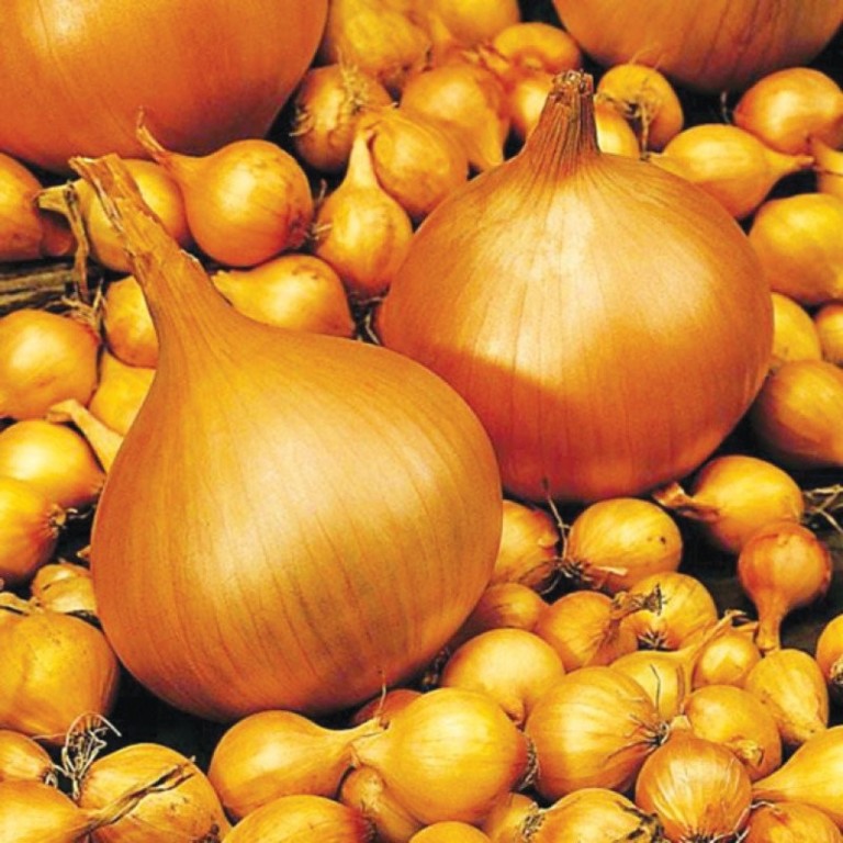 Лук севок Сеншу Еллоу озимый 10/16 (Голландия) ~20кг /(SY)