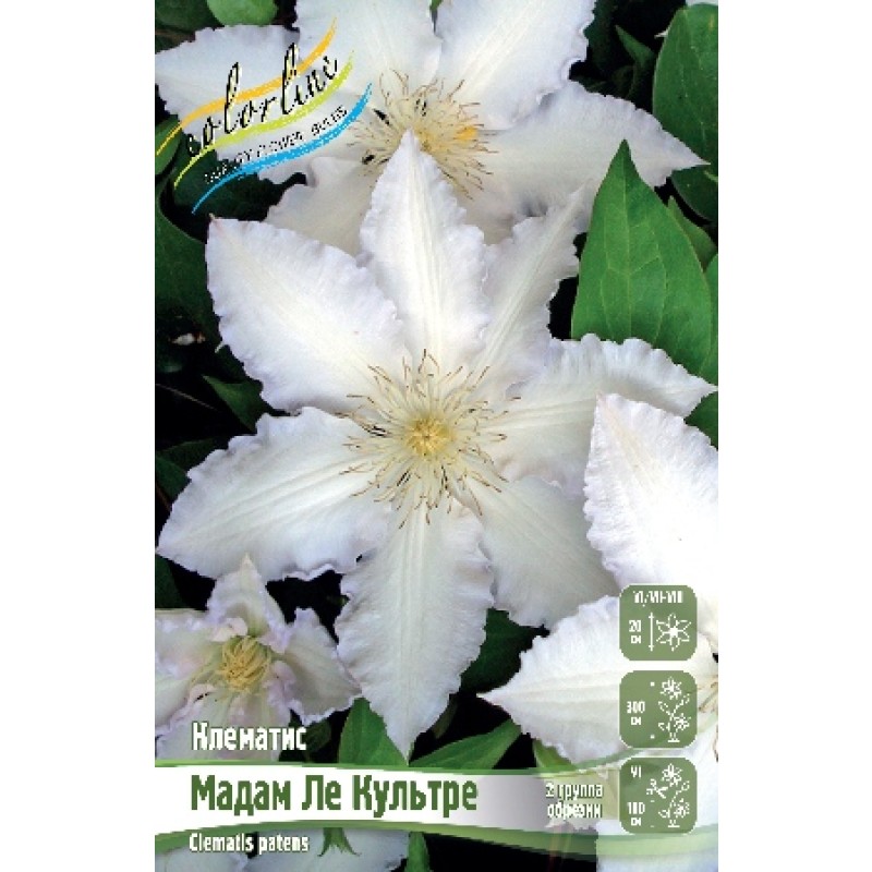 Клематис Мадам Ле Культре (ИС) 2