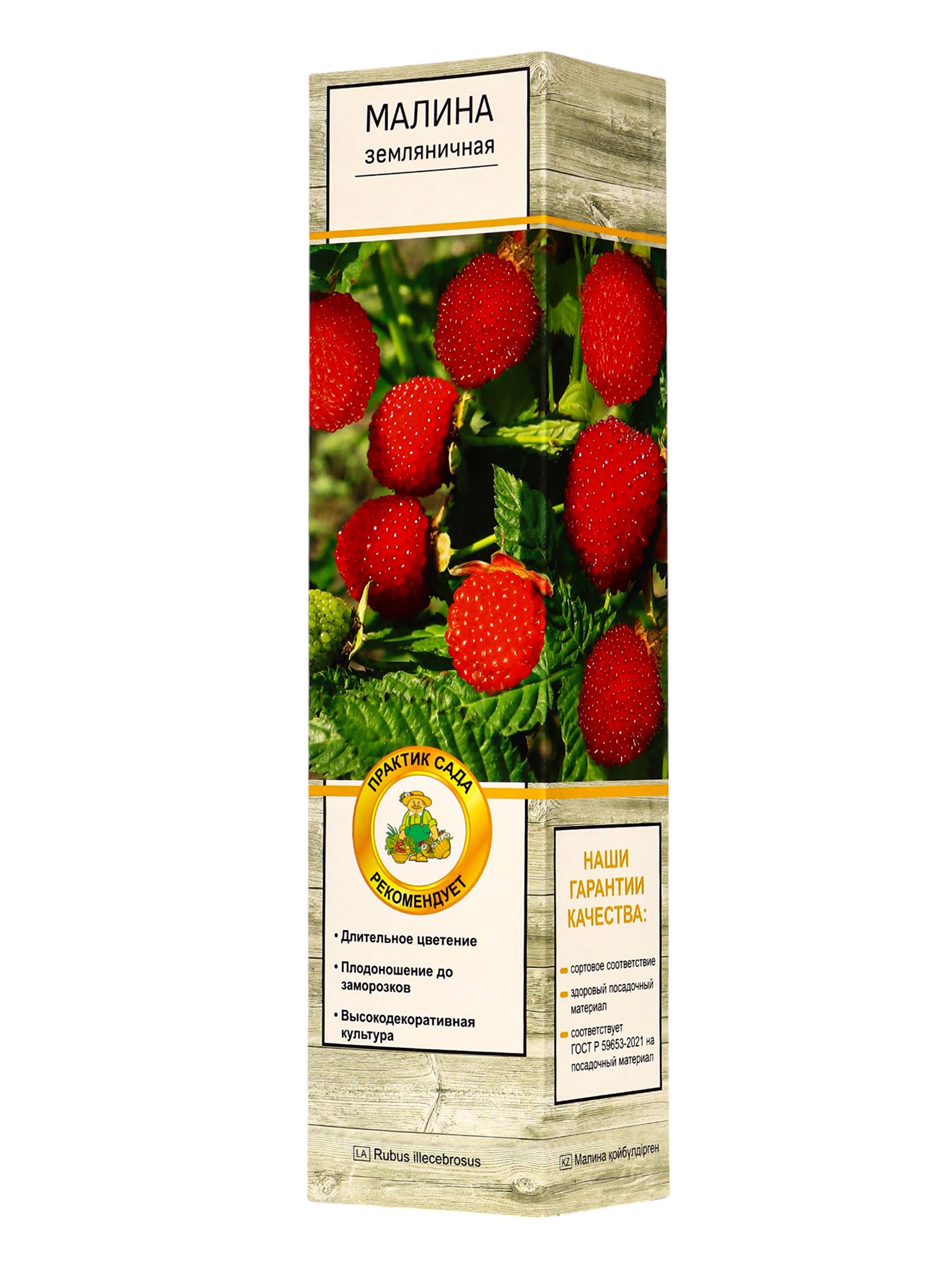 малина земляничная тибетская