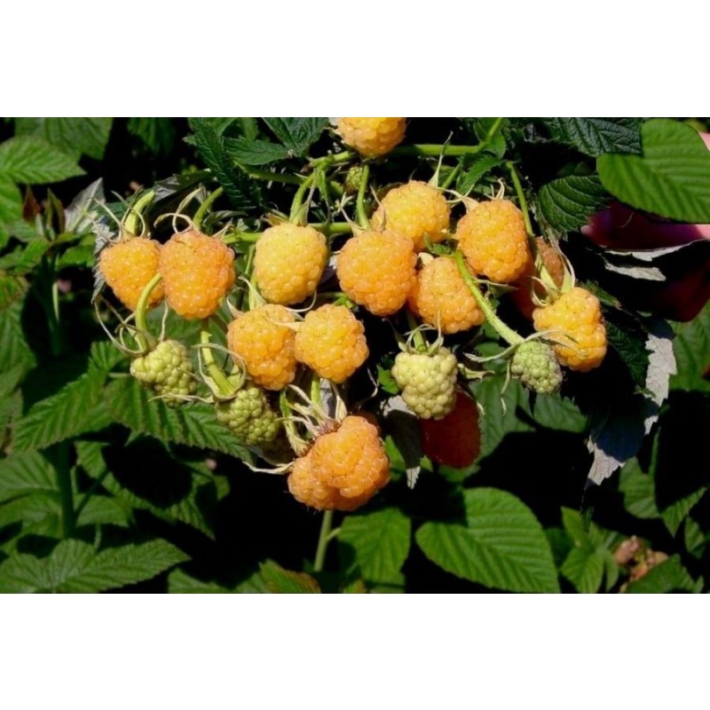 Малина Желтый гигант (Поиск) среднеранний,крупный