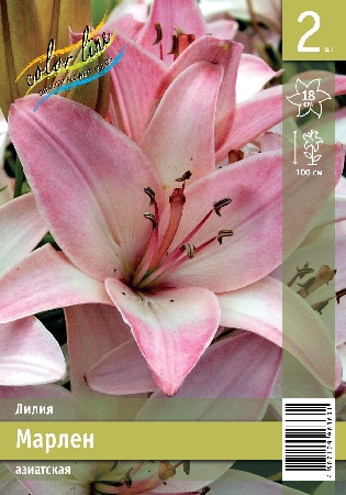 Марлен эконом