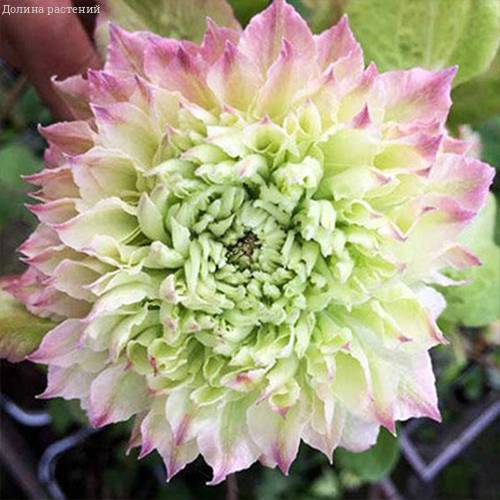 Мидори Контейнер3416916e043d8791