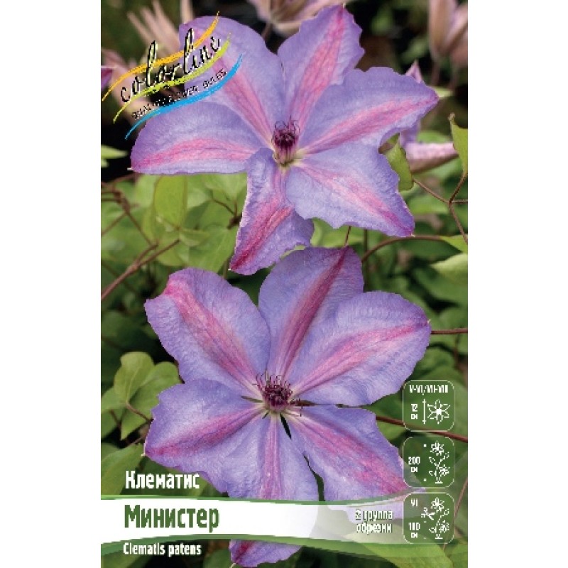 Клематис Министер (ИС) 2