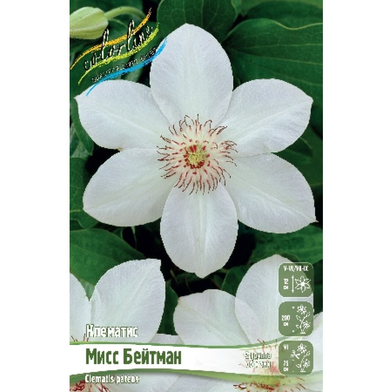 Клематис Мисс Бейтман (ИС) 2