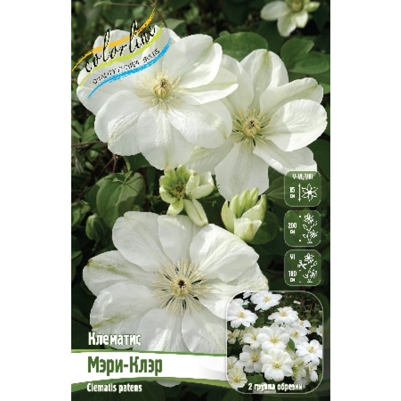 Клематис Мэри -Клэр (ИС) 2