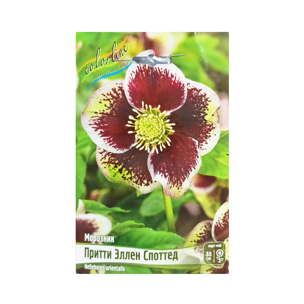 Морозник Притти Эллен Споттед (ИС) 1