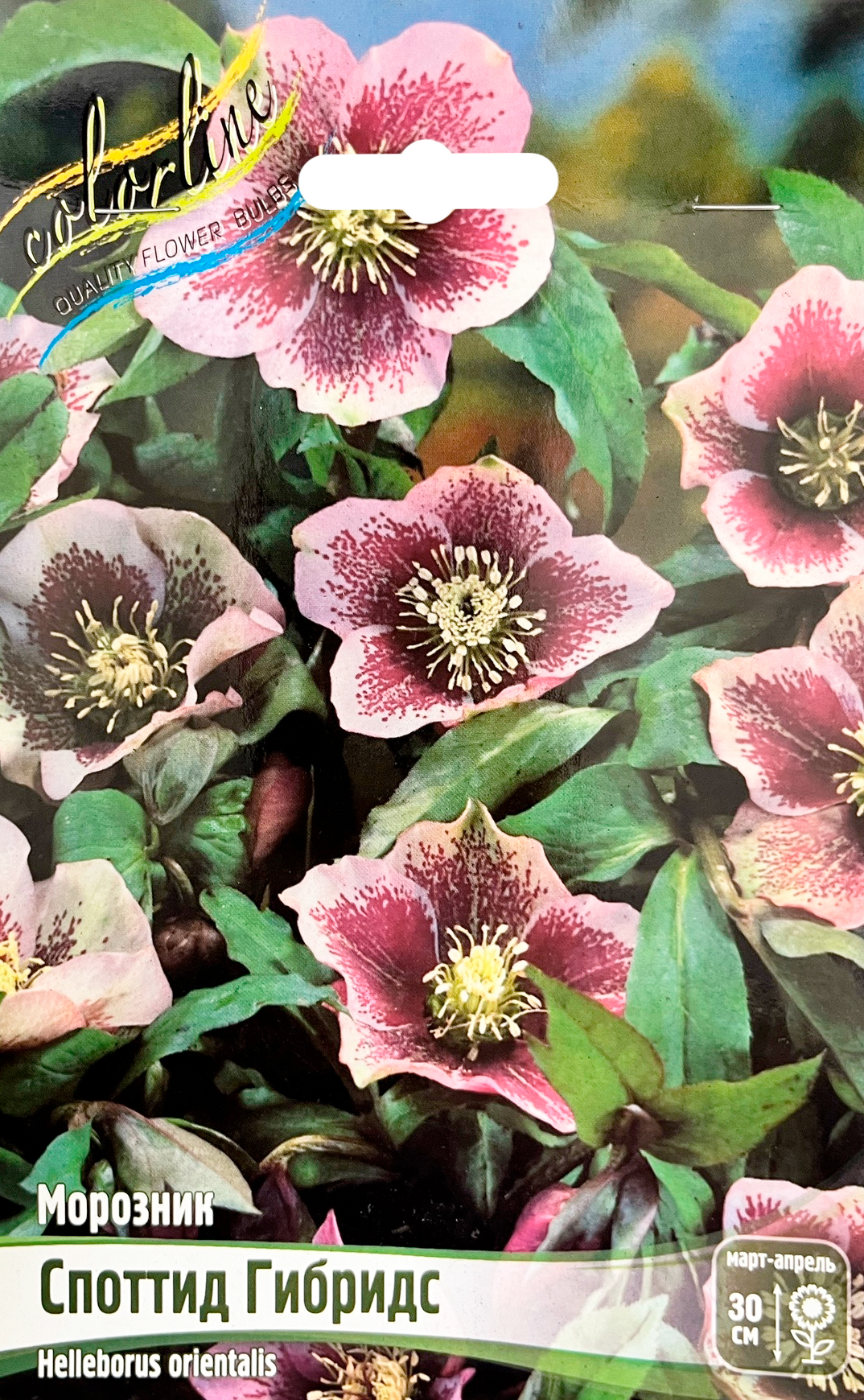 Морозник спотид гибридс