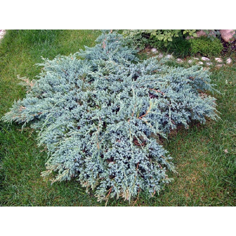 Можжевельник чешуйчатый Блю Карпет Р9 15-20