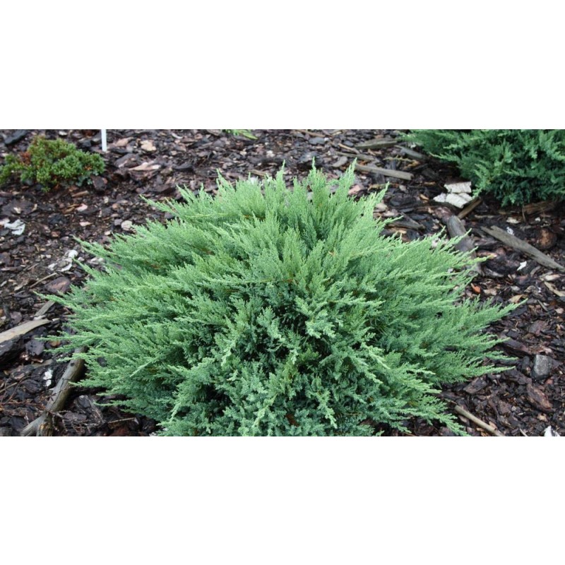 Можжевельник казацкий Тамарисцифолия Р9 15-20