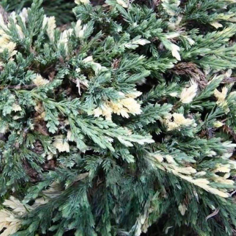 Можжевельник горизонтальный Вилла Маре Р9 15-20