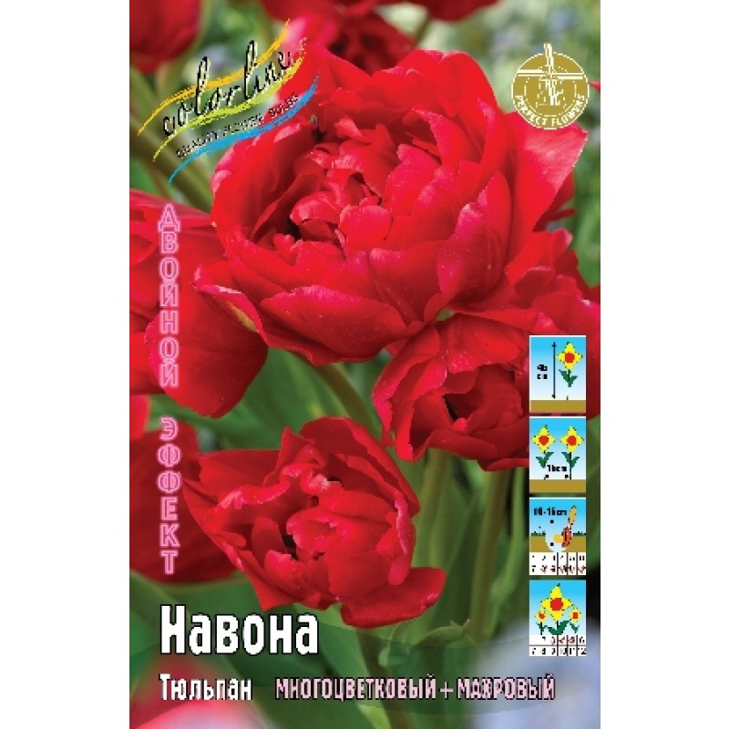 Тюльпан Навона 11/12 (ИС) 8
