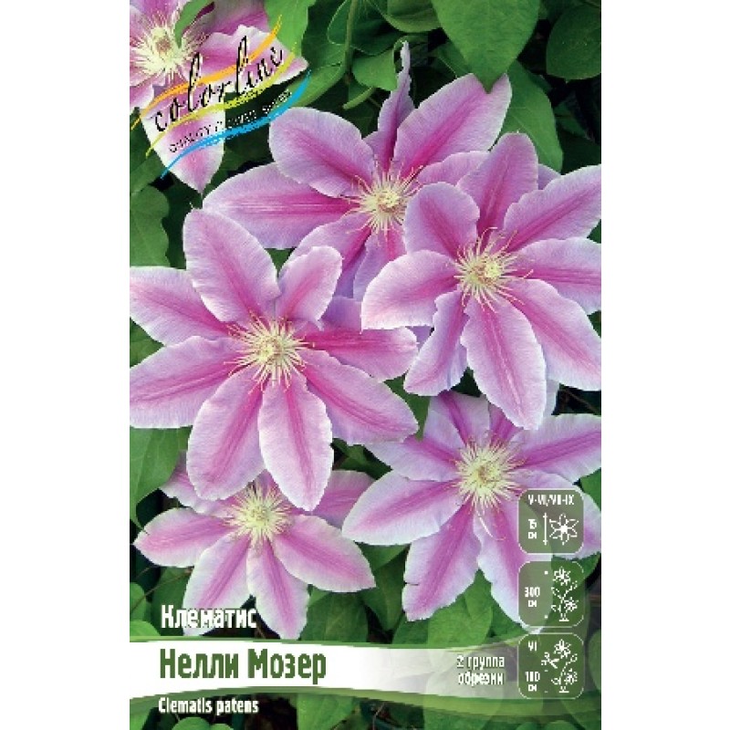 Клематис Нелли Мозер (ИС) 2