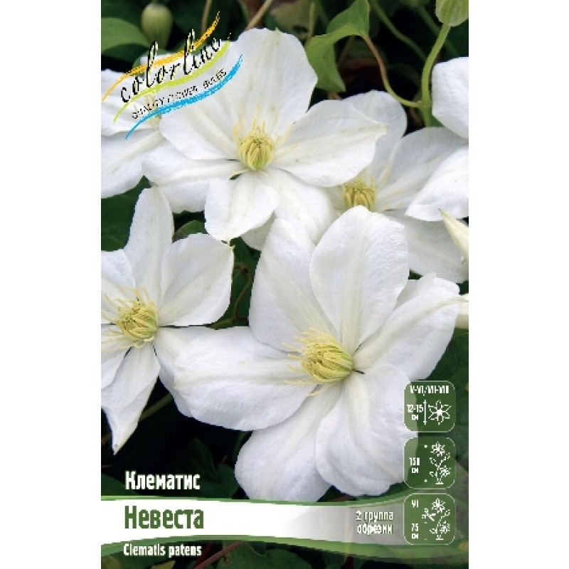 Клематис Невеста (ИС) 2