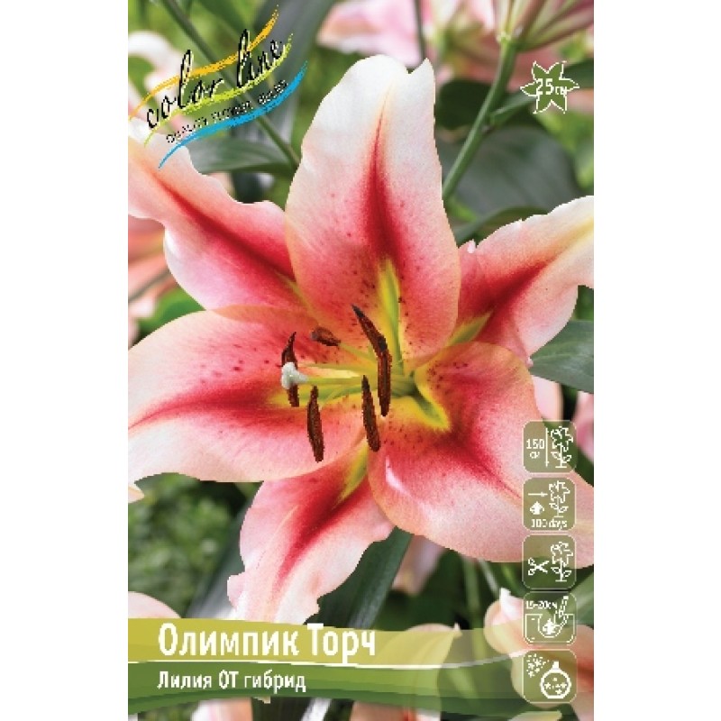 Лилии Олимпик Торч (ИС) 5