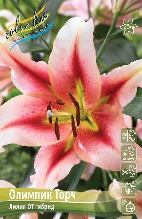 Олимпик торч