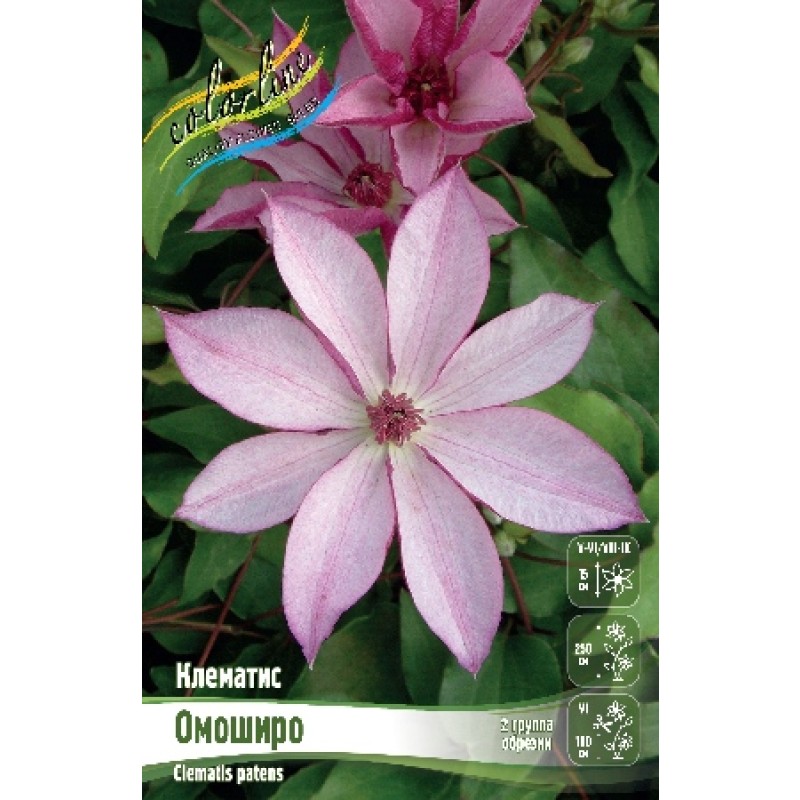 Клематис Омоширо (ИС)