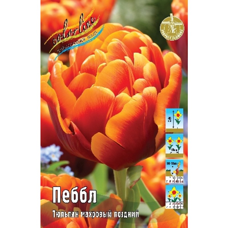 Тюльпан Пеббл 11/12 (ИС) 8