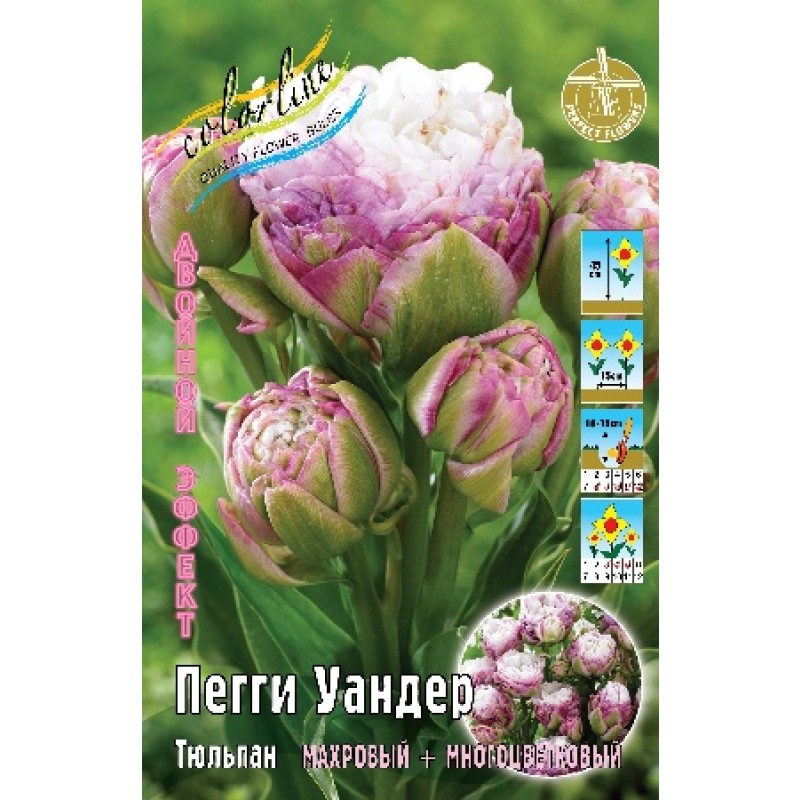 Тюльпан Пегги Уандер (ИС) 3