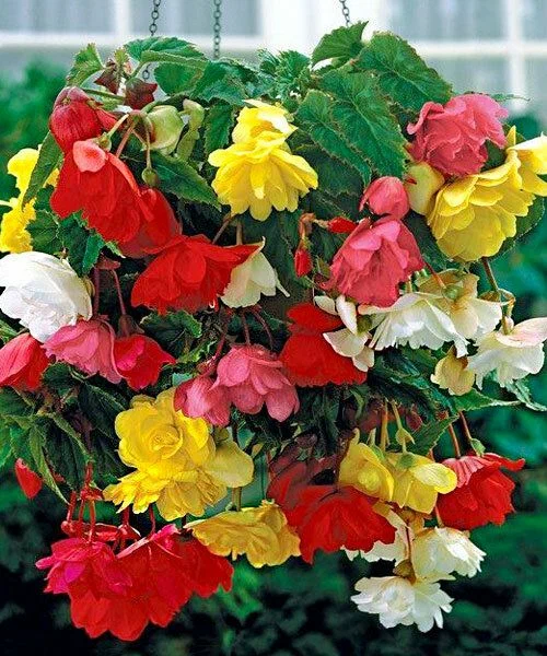 Пендула Каскад Смесь