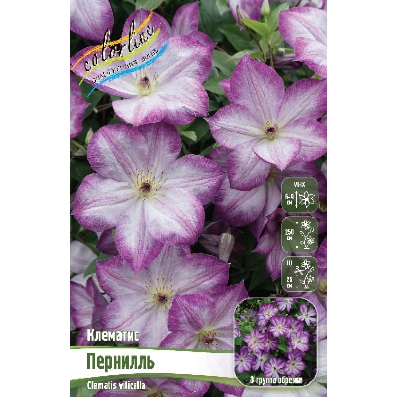 Клематис Пернилль (ИС)