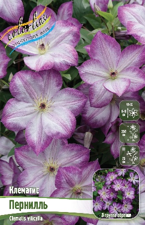 ПЕРНИЛЛЬ25f65475403c9526