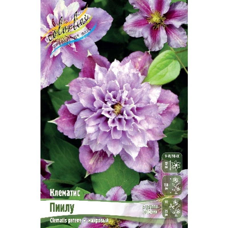 Клематис Пиилу  (ИС) 2