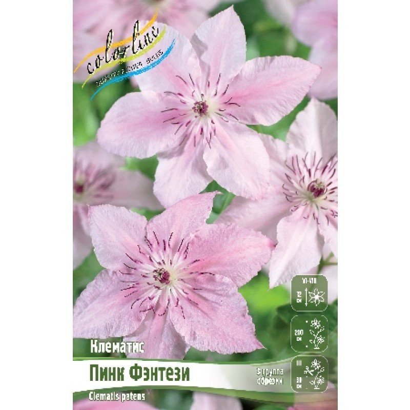 Клематис Пинк Фэнтези (ИС) 2