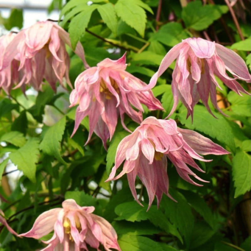 Клематис Пинк Свинг Р9 (ИС)