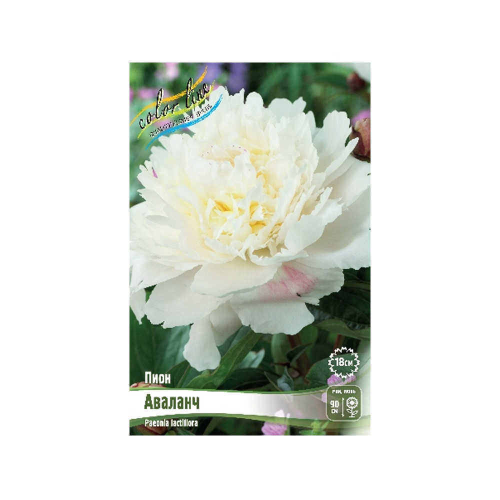 Пион трав Аваланч (ИС) 1