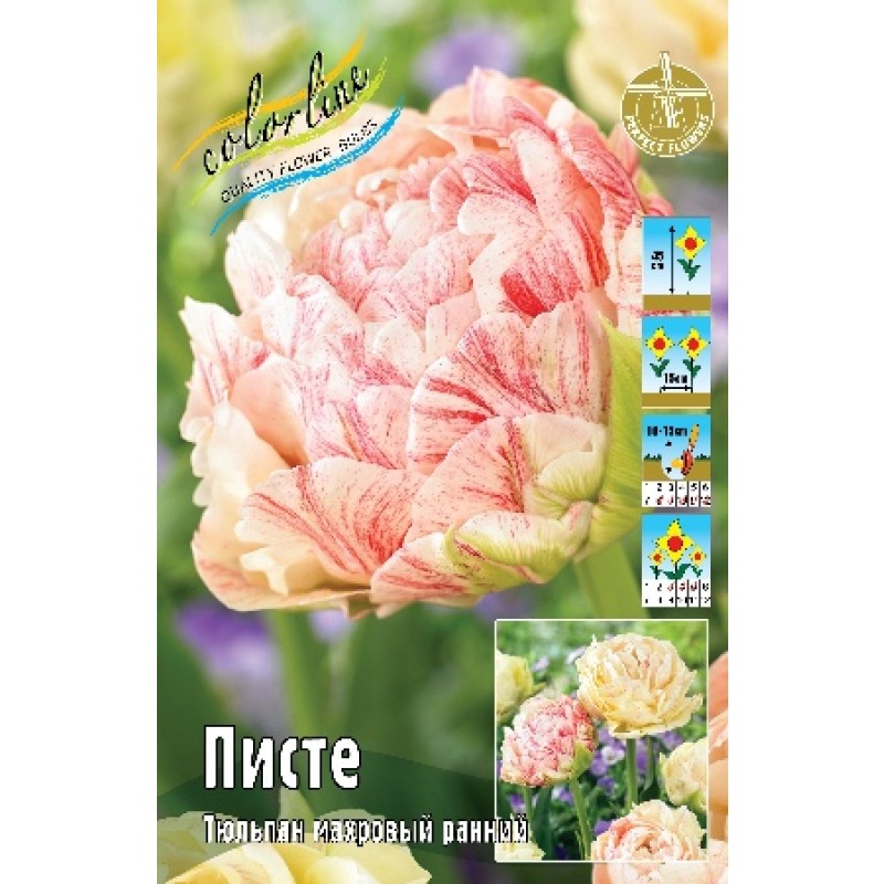 Тюльпан Писте 11/12 (ИС) 7
