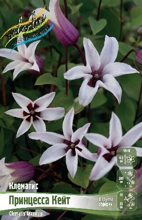 ПРИНЦЕССА КЕЙТ1ba65475409cb208