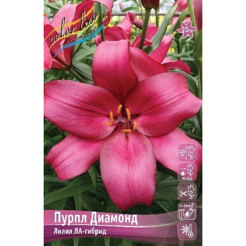 Лилии Пурпл Диамонд (ИС) 7