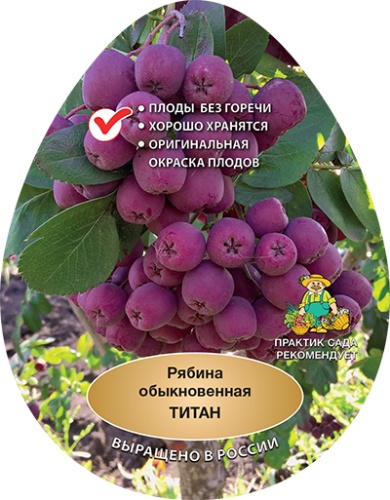 Рябина титан