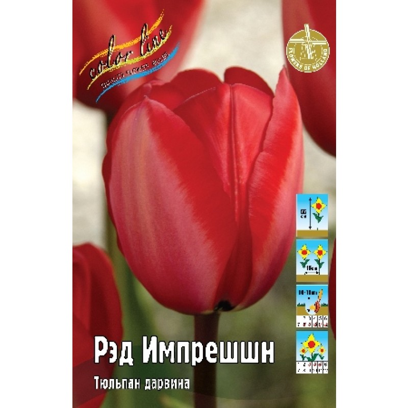 Тюльпан Рэд Импрешшн 11/12 (ИС) 10