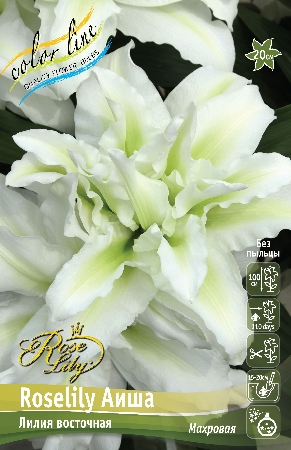 Роселили аиша