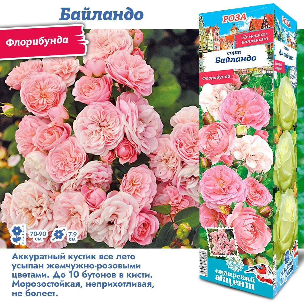 Роза байландо сибсад