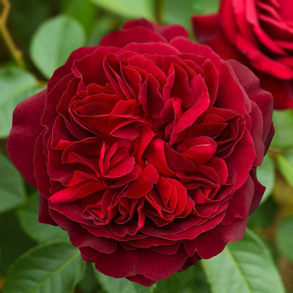 Роза черный жемчуг